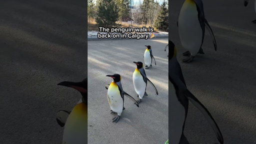 Calgary Zoo Penguin Walk