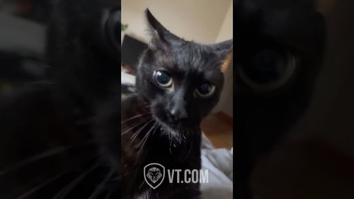 Hilarious Cat Compilation Pt.1 😹🐾