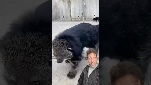 The Binturong smells like POPCORN