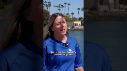 World Sea Lion Day and the Pupping Season | SeaWorld Rescue San Diego #WorldSeaLionDay #SeaLionDay.