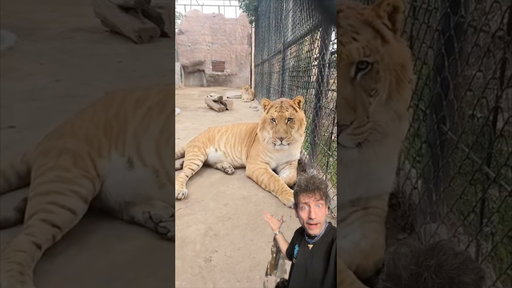The Liger is TERRIFYING