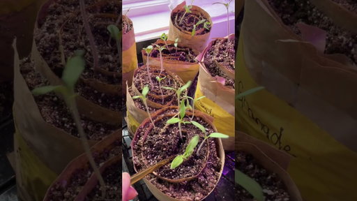Fix Your Leggy Seedlings In Seconds #gardening #seedlings #seedstarting #seeds #tomatoseedlings
