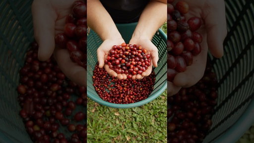 This is where coffee actually comes from