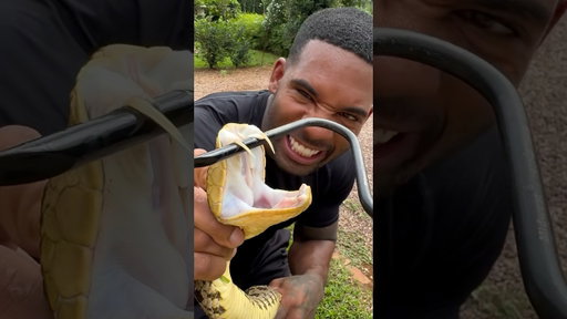 MILKING EXTREMELY VENOMOUS VIPER 🐍 #viper #shorts #fyp #tiktok #southafrica #viral #venom