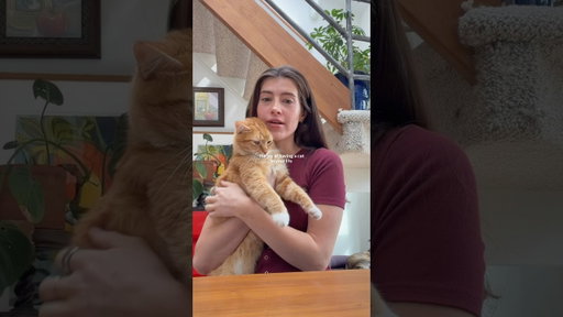 I love cats