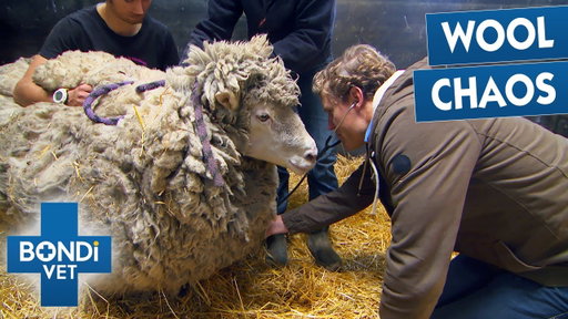 Sheep In Serious Trouble After 5 Years Without Shearing