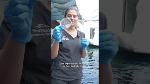 Beluga Rescue Announcement