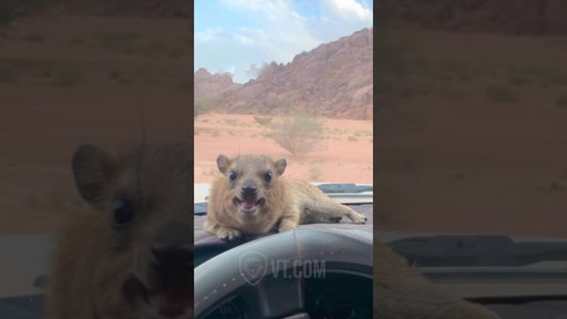 Somehow The Desert Stopped His Screaming 😡🤯