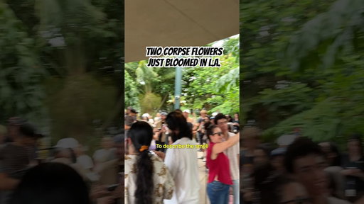 Two Corpse Flowers Just Bloomed In L.A.