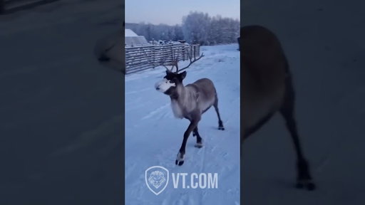 Funny Reindeer Compilation 🦌😂