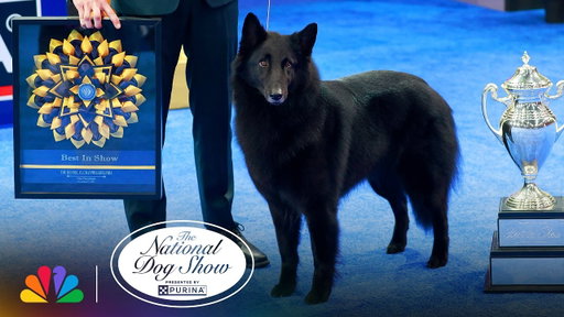 Belgian Sheepdog "Soleil" Wins!! | 2025 National Dog Show Presented by Purina | NBC