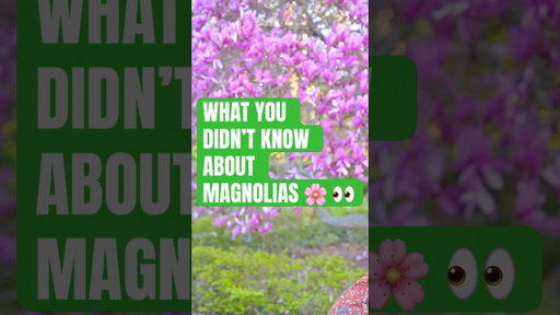 Magnolias are older than 🐝 yes, really #plants #magnolias #nature