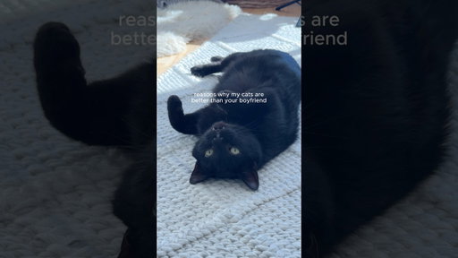 Cats Over Boyfriends