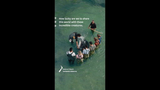 The locals of Aotearoa New Zealand