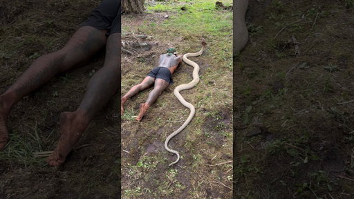 GIANT KING COBRA 🐍  comment your first thoughts 💭 #fyp #snake #cobra #shorts #explore #tiktok