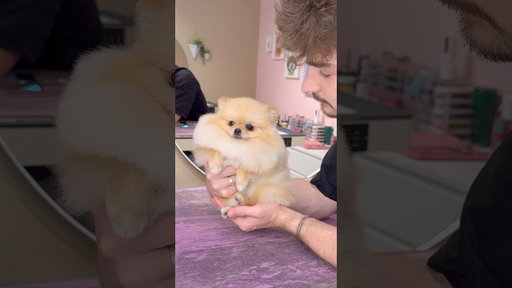 The SMALLEST POM!