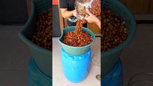 From Coffee Harvesting to Brewing - ASMR