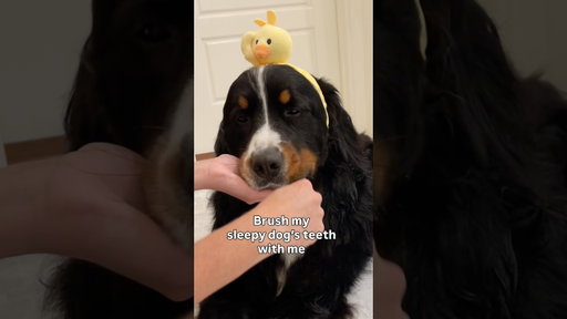 Brush My Sleepy Dog’s Teeth With Me 🦷✨