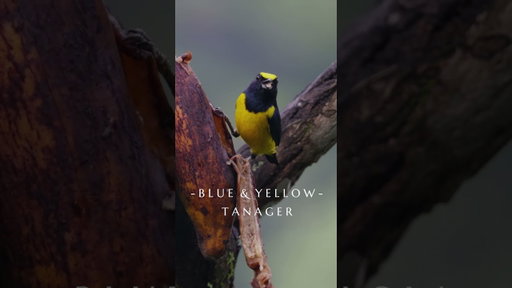 Meet the Blue-and-Yellow Tanager | Costa Rica Wildlife