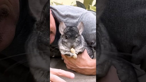 Chinchillas are the softest animal on the planet!