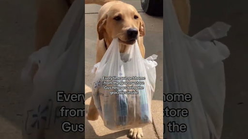 Such a good boy