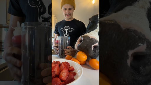 Trying to make boba tea with Bruce! #cow #brucethecow #farm #animals