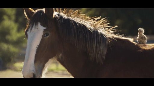 Budweiser | Super Bowl LX 'Legs'