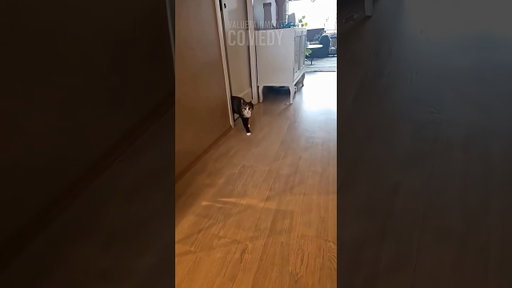 What The Heck Did I Just Watch 😂🐶