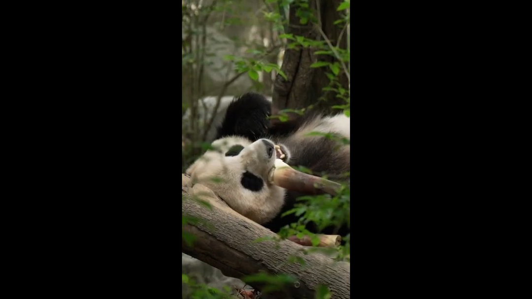 Two giant pandas arrive in Atlanta from China