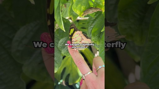 I Went To America’s Largest Butterfly Park!
