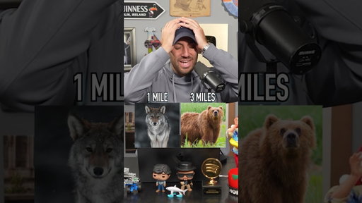 GUESS Which Animal Can SMELL HUMANS Further Away! #shorts #animals #bear #shark #funfact