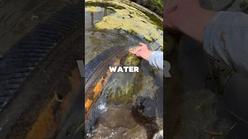 CATCHING AN INVASIVE SPECIES⁉️#shorts #fishing #snakehead #invasivespecies #florida