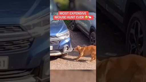 Dog messed up the whole whip 💀🍿