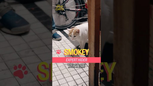 Meet Smokey in Bed-Stuy