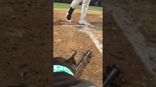 Pov: You're Ike The Bat Dog