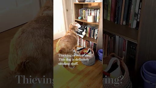 Thieving or retrieving? This dog is definitely stealing.