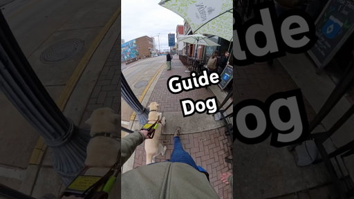 Guide Dogs Can Get Distracted But, Can Recover Quickly! #guidedog #dog #dogs