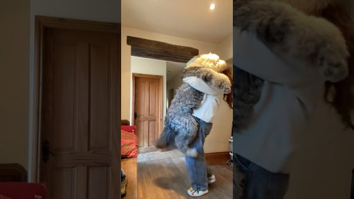 MAM THERE IS A BEAR IN YOUR HOUSE! #dogs #dogshorts #doglove #dogvideos
