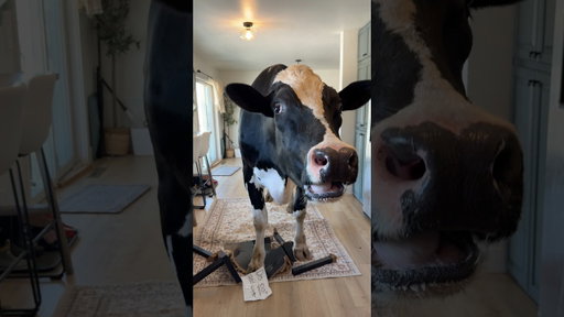 Should have listened! #cow #brucethecow #farm #animals