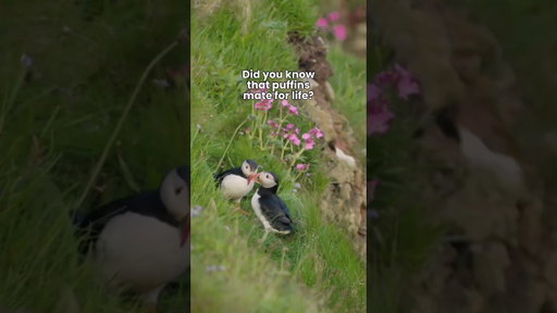 Did YOU know this about puffins?! 🥹