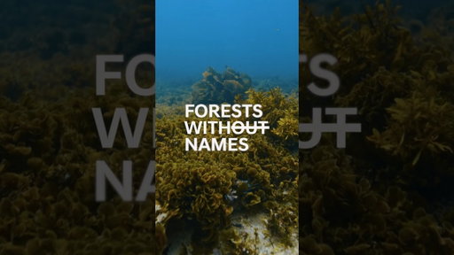 The Forests Beneath the Sea