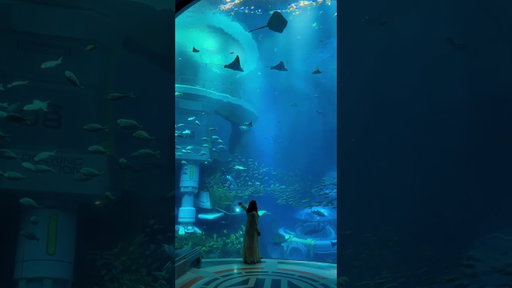 Have you been to seaworld Abu Dhabi yet?