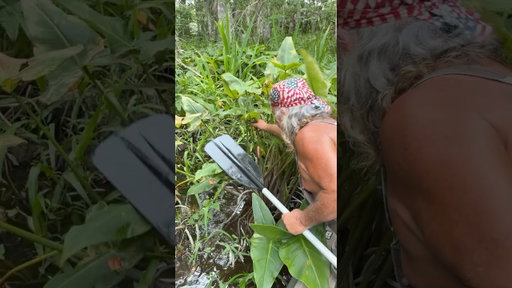 Getting Rid of Invasive Apple Snails