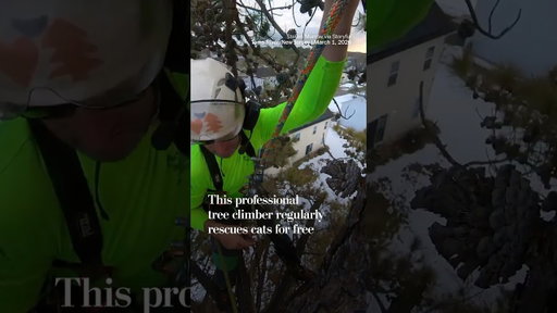 This professional tree climber regularly rescues cats for free