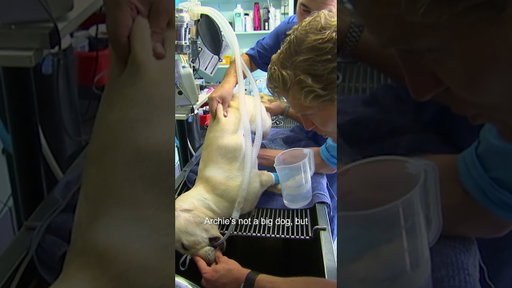 Pup Consumes Enough Snail Bait That Could Kill Him 😨  #shorts #puppy #bondivet