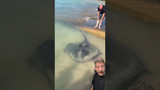 Meet The Giant Freshwater Stingray