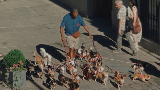 Airbnb Vs. 34 Chihuahuas
