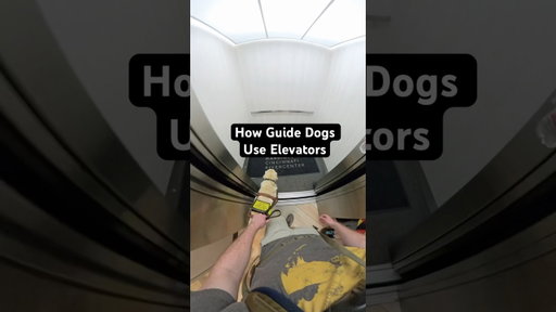 How My Guide Dog Navigates Elevators! #guidedog #dog #dogs