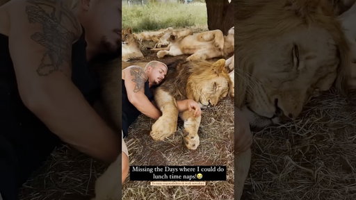 How deep would you sleep between Lions?🦁