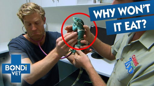 Endangered Iguana Starves Itself: The Heartbreaking Reason Why